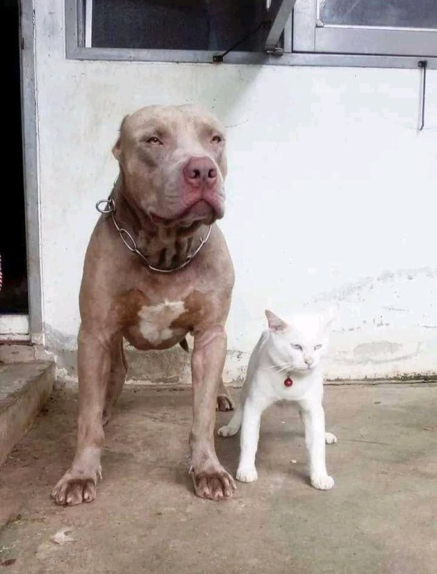 Potret Kucing yang mersa anjing bulldog ini bikin senyum tipis